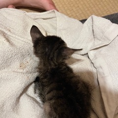 里親様募集　保護子猫です　※里親様決定しました