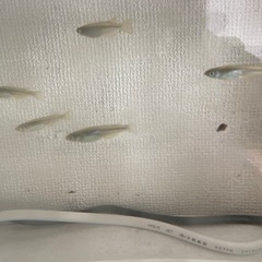 メダカ1匹あたり20円