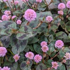 ★可愛いピンクのお花☆ヒメツルソバ (ポリゴナム) 多年草 ★抜き苗★の画像