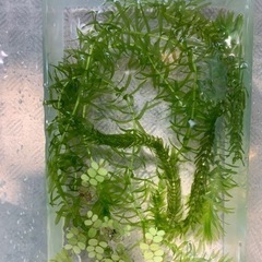 水草 アナカリス サンショウモ セット （現物）おまけでミナミヌ...
