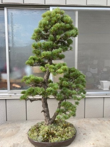 【樹齢70年】盆栽　五葉松　八房東洋