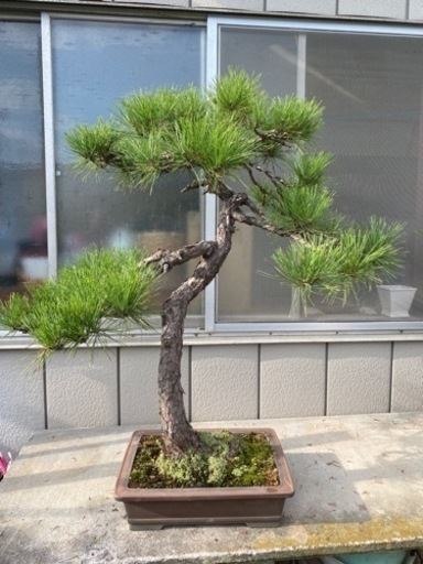 【樹齢100年】盆栽　赤松