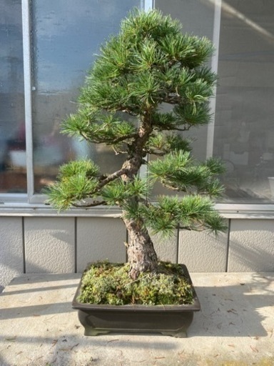 【樹齢80年】盆栽　五葉松