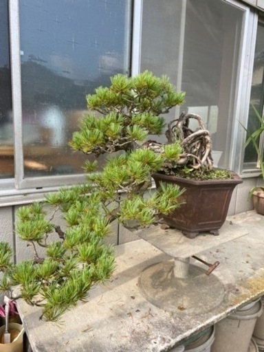 【樹齢60年】盆栽　五葉松　根上り