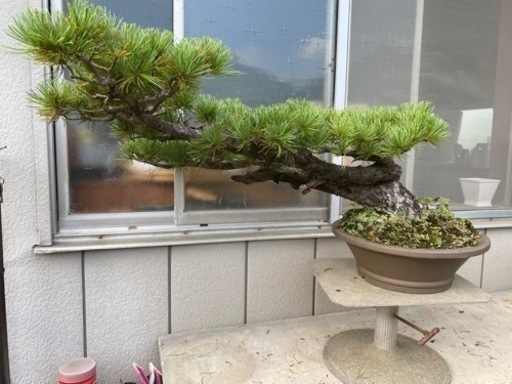 【樹齢80年】盆栽　五葉松　吹流し