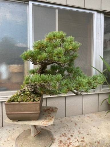 【樹齢60年】盆栽　五葉松　吹流し