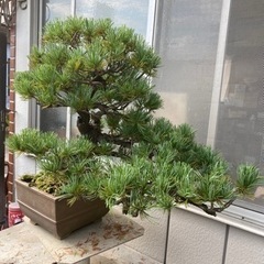 【樹齢60年】盆栽　五葉松　吹流しの画像