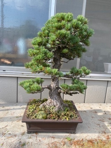 【樹齢70年】盆栽　五葉松　八房福吾妻