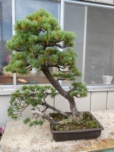 【樹齢70年】盆栽　五葉松　八房福吾妻　双幹
