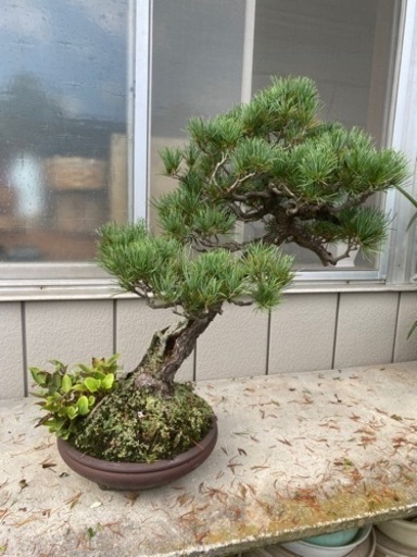 【樹齢90年】盆栽　五葉松