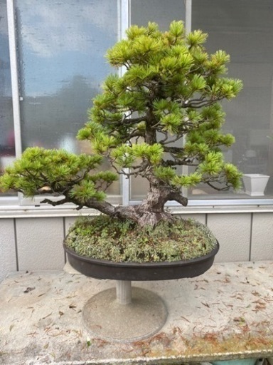 【樹齢80年】盆栽　五葉松　双幹