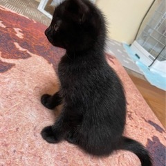 里親様募集 4匹の子猫ちゃん