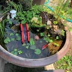 水草 ビオトープ 水生植物 浮草 メダカ