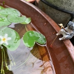 水草 ビオトープ 水生植物 浮草 メダカの画像
