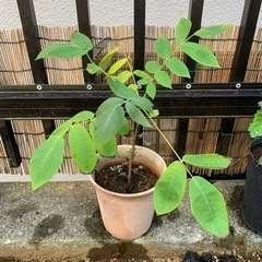 クルミの苗