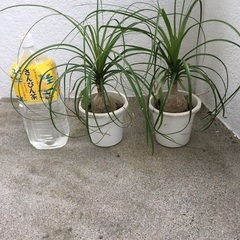 トックリヤシ 2鉢