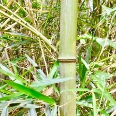 真竹　青竹　他　細竹