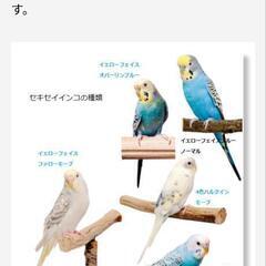 セキセイインコ(募集中止)