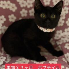 ３ヶ月弱🎃黒猫♀👧里親様決定しました♥