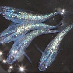[激安販売] ラズリー　幼魚