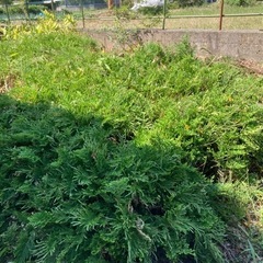 岩ヒバ　鉢付きの画像