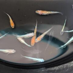 メダカの若魚をミックスでの画像