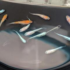 メダカの若魚をミックスで
