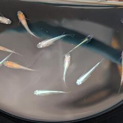 メダカの若魚をミックスでの画像
