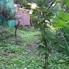 山椒苗　