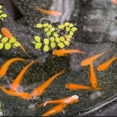 めだか　楊貴妃紅帝