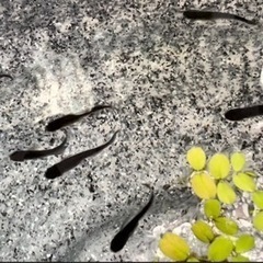 めだか　おろちヒレ長