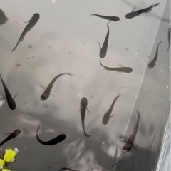 めだか　おろちヒレ長の画像