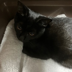 「一時停止中」人懐こい黒猫ちゃん♂「関連機関に届け出済み」
