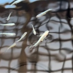 めだか　ドラゴンブルーの画像