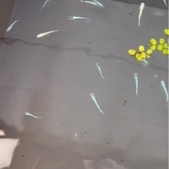 めだか　ドラゴンブルーの画像