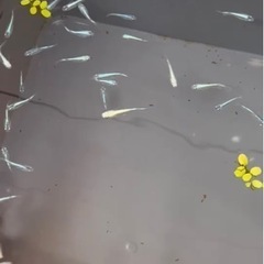 めだか　ドラゴンブルー