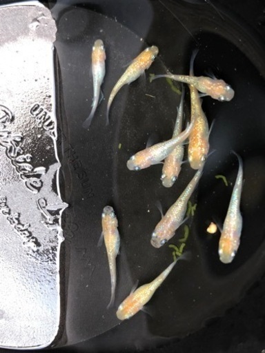王華メダカ　現物