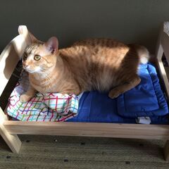 【IKEA】 ドールベッド (DUKTIG) 手渡し希望