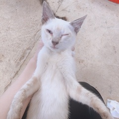 生後4ヶ月から半年 シャム風ねこちゃん