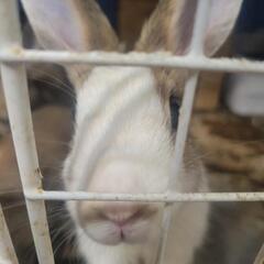 うさぎ！ 5兄妹です！今週末まで！