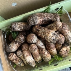 朝採れ松茸！！　100グラムから量り売り