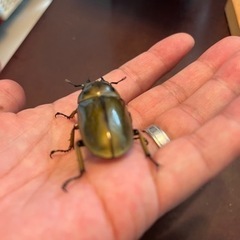 ババオウゴンオニクワガタ  新生中　メス　♀完品の画像
