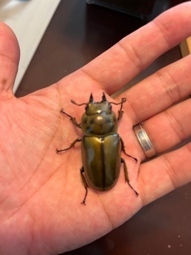 ババオウゴンオニクワガタ  新生中　メス　♀完品