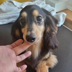ミニチュアダックス男の子①