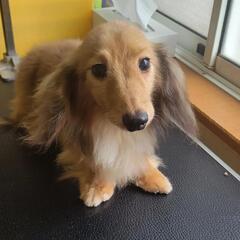 カニンヘンダックス男の子里親さま募集