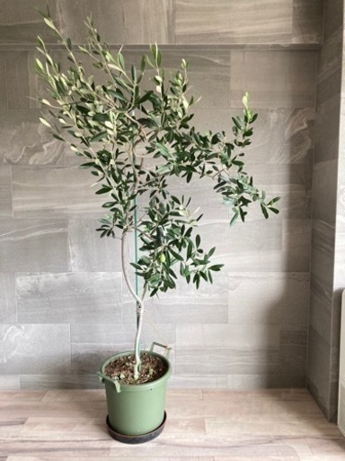 【最終値下げ】オリーブ 観葉植物 10年樹