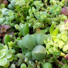 多肉植物好きの皆さんへ