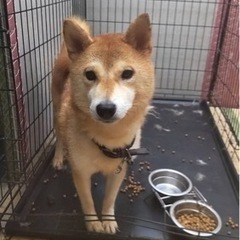 現在の飼育者が引っ越しの為の募集です