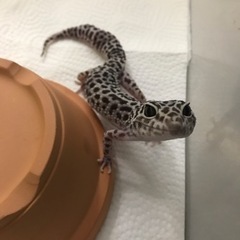 レオパードゲッコー　ヒョウモントカゲモドキ