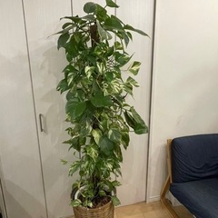 ポトスタワー 170cm 鉢カバー付き